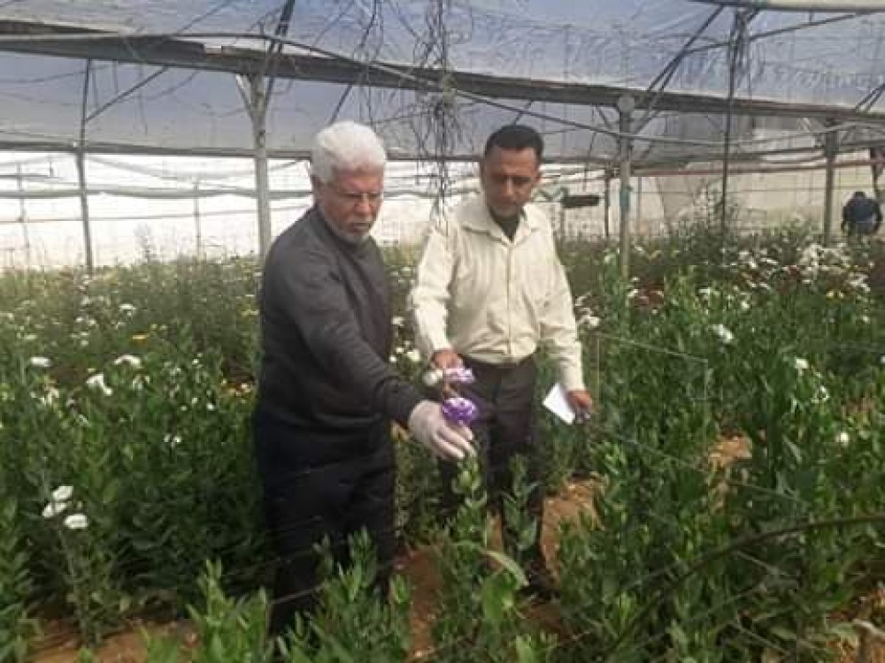 زراعة رفح تنظم جولة إرشادية على مزارعي الزهور 
