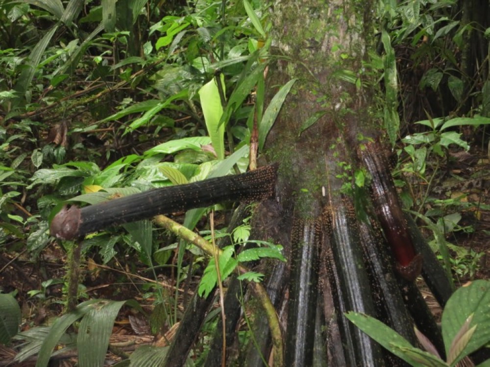 جذر-شجرة-النخيل-المشائة