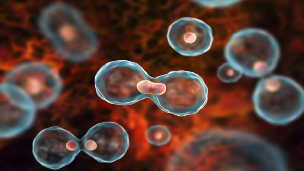 إلقاء نظرة غير مسبوقة على تفاصيل انقسام الخلية!