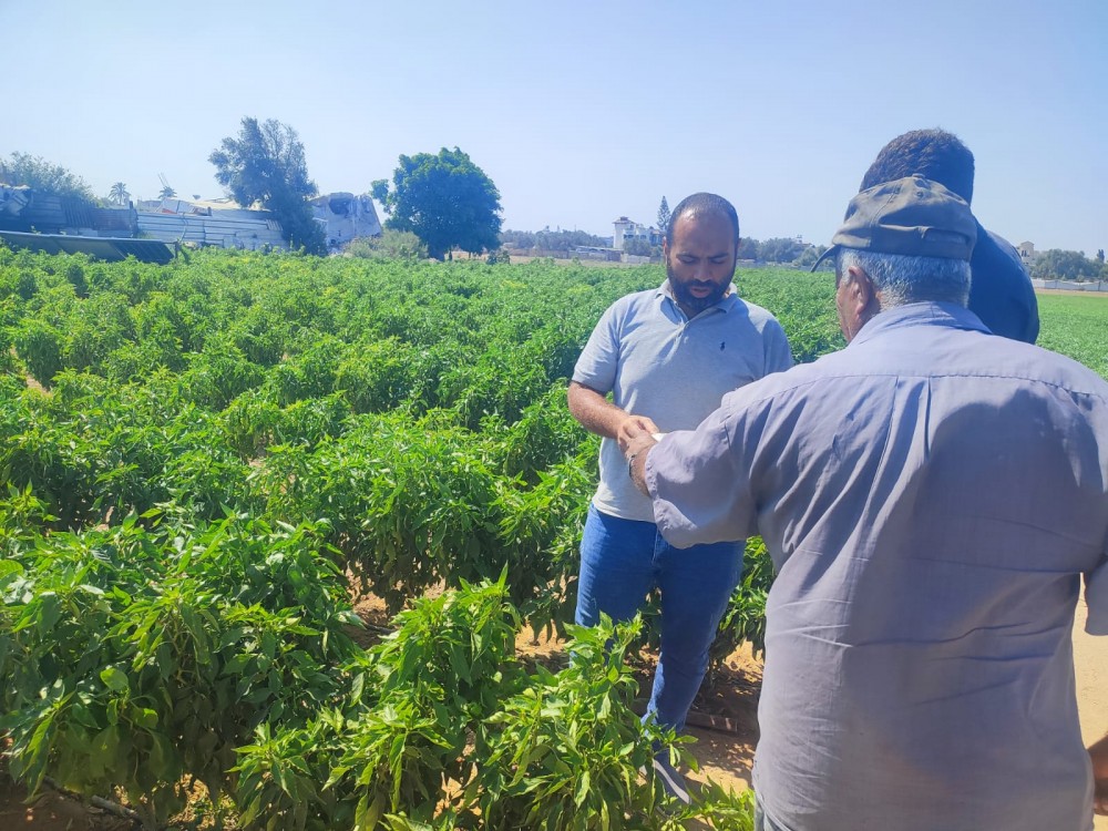 زراعة الوسطى تتابع استعدادات المزارعين للعروة الخريفية