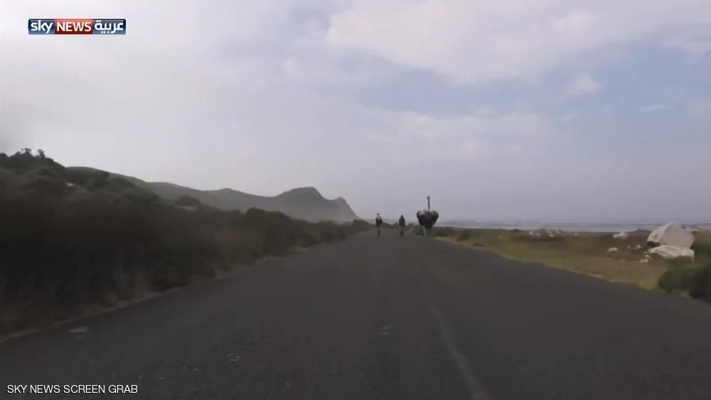 نعامة تسابق دراجات هوائية