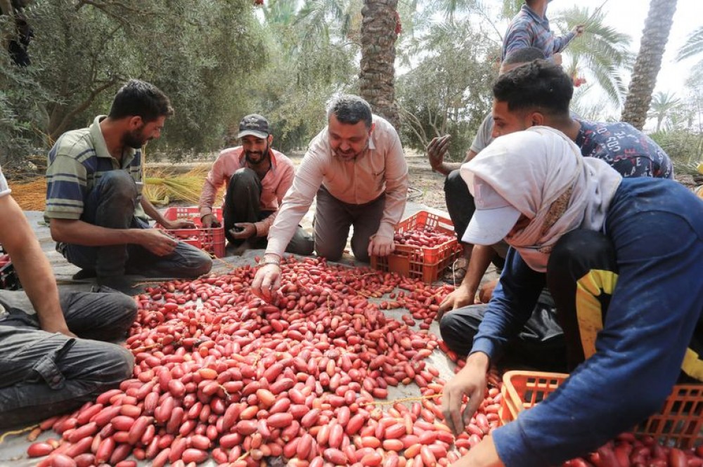 بلدية دير البلح تفتتح موسم جني ثمار البلح