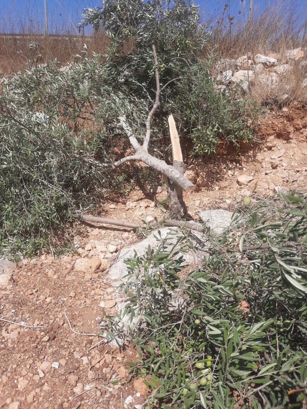 مستوطنون يقطعون أشجار زيتون