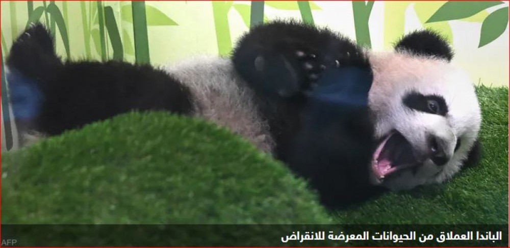 باندا
