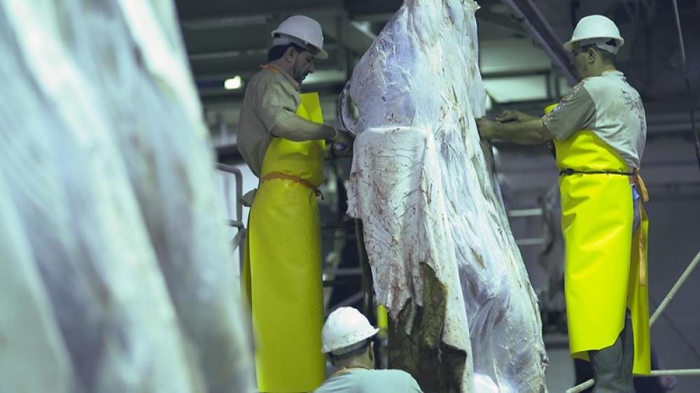 NFYMTLrEtGxvE1scBRZMOMxAS5RF8G1zNIGG8X9j