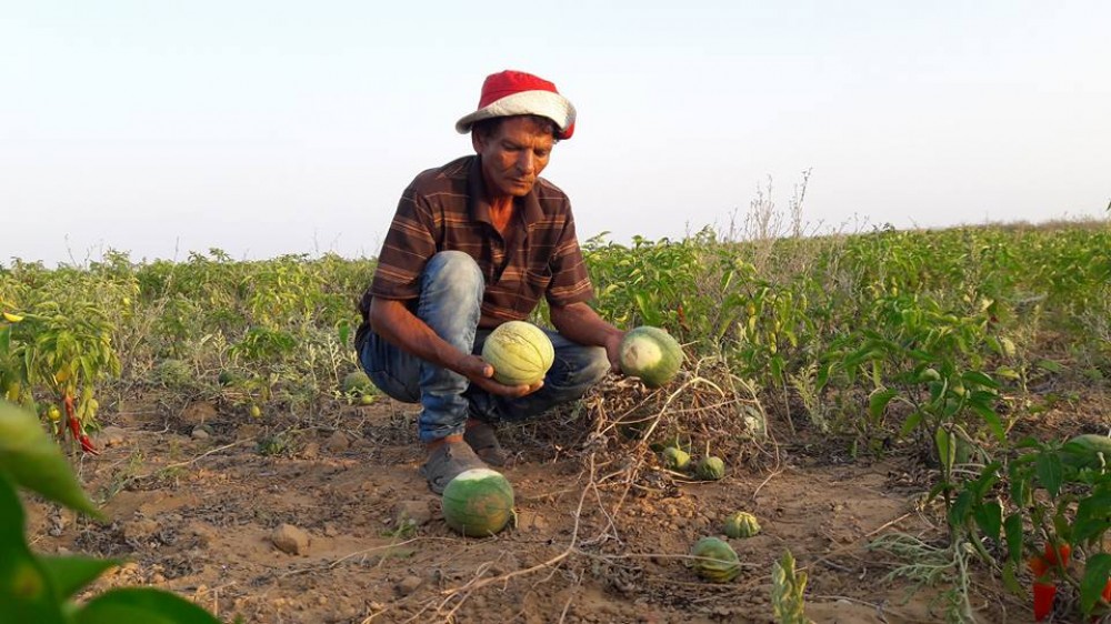 محاصيل تالفة بسبب ارتفاع درجات الحرارة 