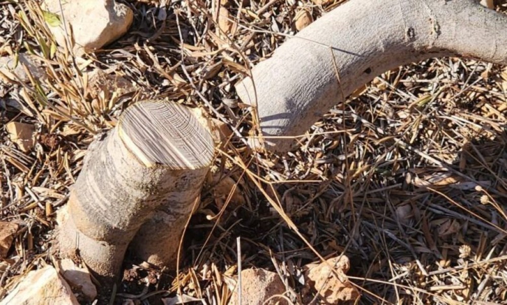 الاحتلال ومستوطنوه يقتلعون مئات الأشجار ويجرفون عشرات الدونمات غرب سلفيت