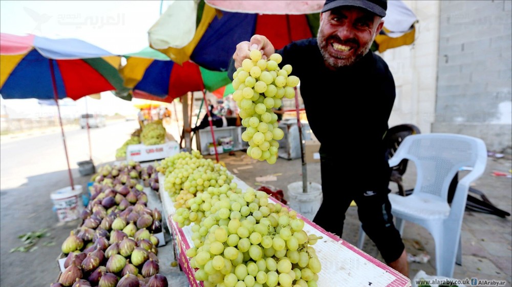 الشيخ عجلين.. مقصد عشاق العنب والتين في قطاع غزة