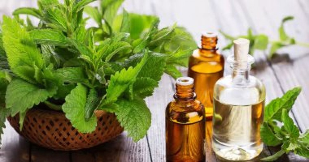 فوائد النعناع الأخضر على صحتك أهمها علاج القولون