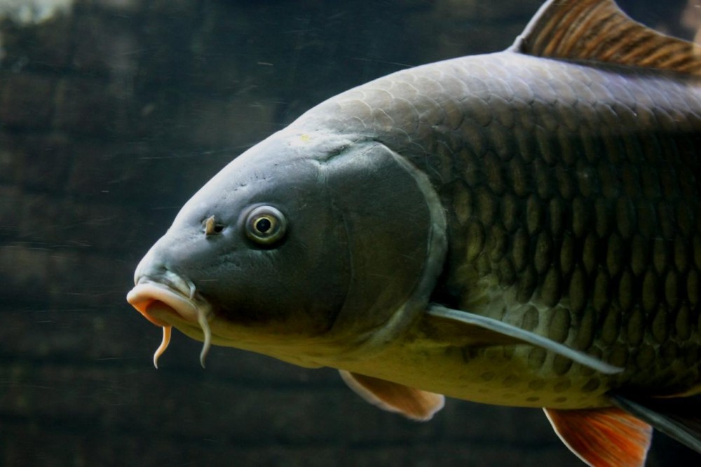 سيدة تشتري سمكة لطعام الغداء تحتوي أسناناً بشرية