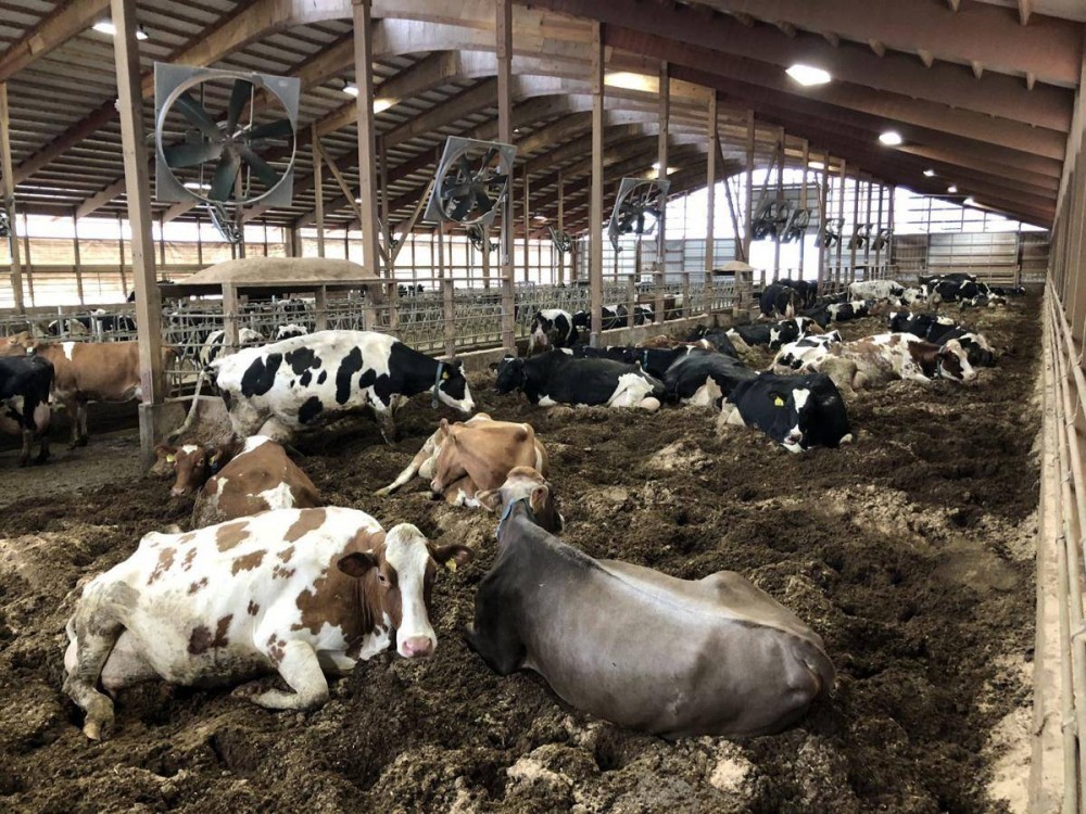 مزرعة فرنسية تستخدم روث البقر لاستخراج نوع من المحروقات 