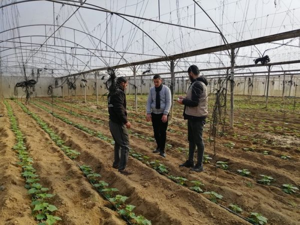 زراعة الوسطى تتفقد مزارعي الخضار المحمية 