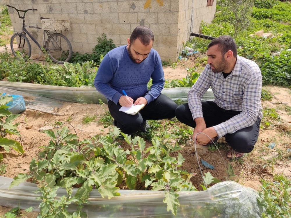 زيارات ميدانية على مشاتل الخضار المكشوفة في المحافظة الوسطى                                                                          