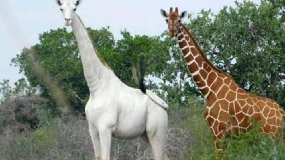 صيادون يقتلون الزرافة البيضاء الوحيدة في العالم