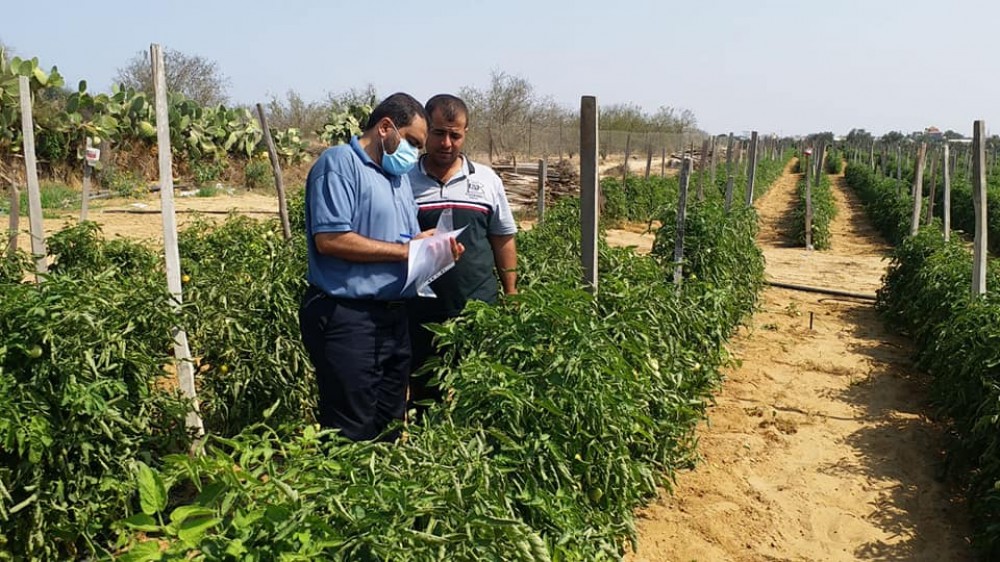  زراعة خانيونس تنظم جولة على مزارعي البندورة في ظل جائحة 