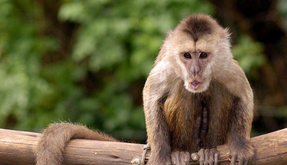 قرد يتحكم بلعبة فيديو بواسطة شريحة في دماغه دون استخدام يديه