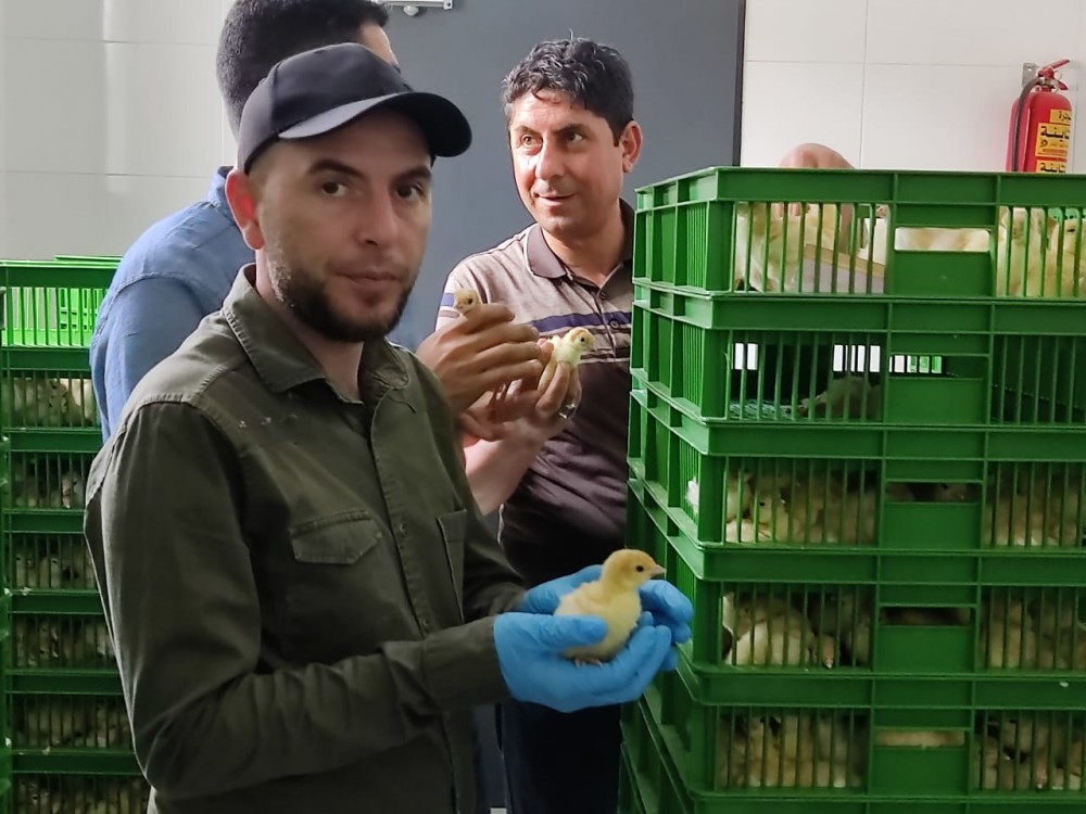 الزراعة تنفذ جولات ميدانية على مزارعي ‏الدواجن بالوسطى