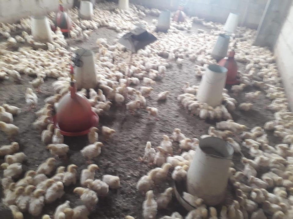 92108125_2878178012261600_7488290074874871808_n