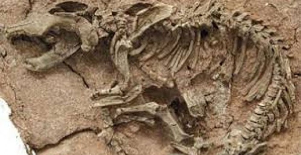 اكتشاف بقايا أقدم حيوان رئيسي في العالم يعود تاريخها لنحو 66 مليون سنة!