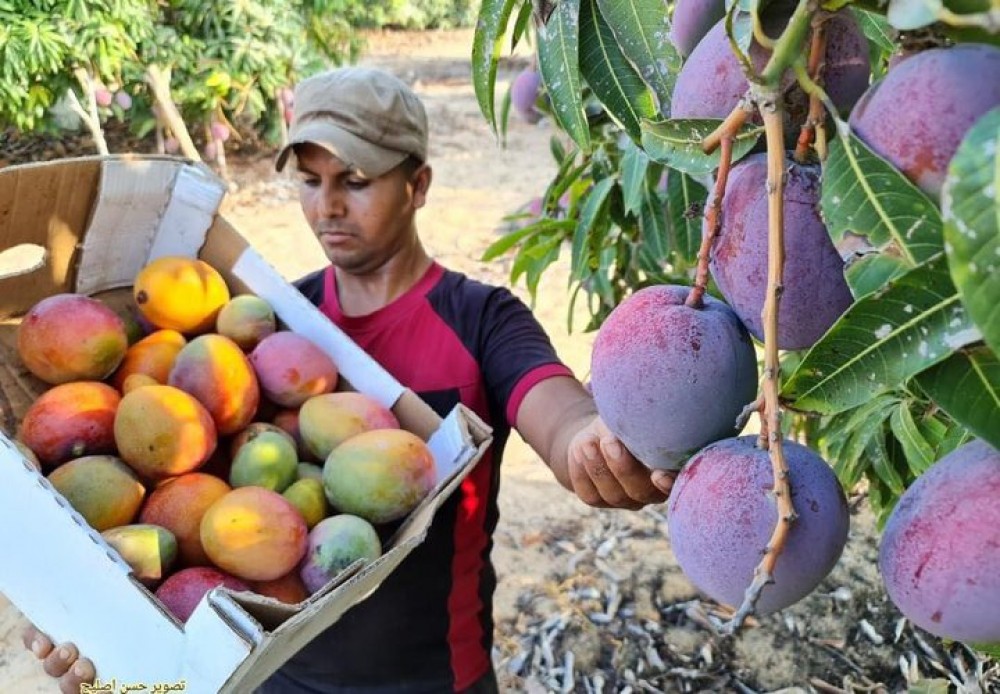 وزارة الزراعة: الحرب أفقدت غزة 87% من مساحات المانجا وخفضت إنتاجها 90%