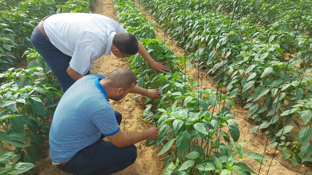 الزراعة تنظم جولات ميدانية لمتابعة قطع المشاهدة بالأصناف الحديثة