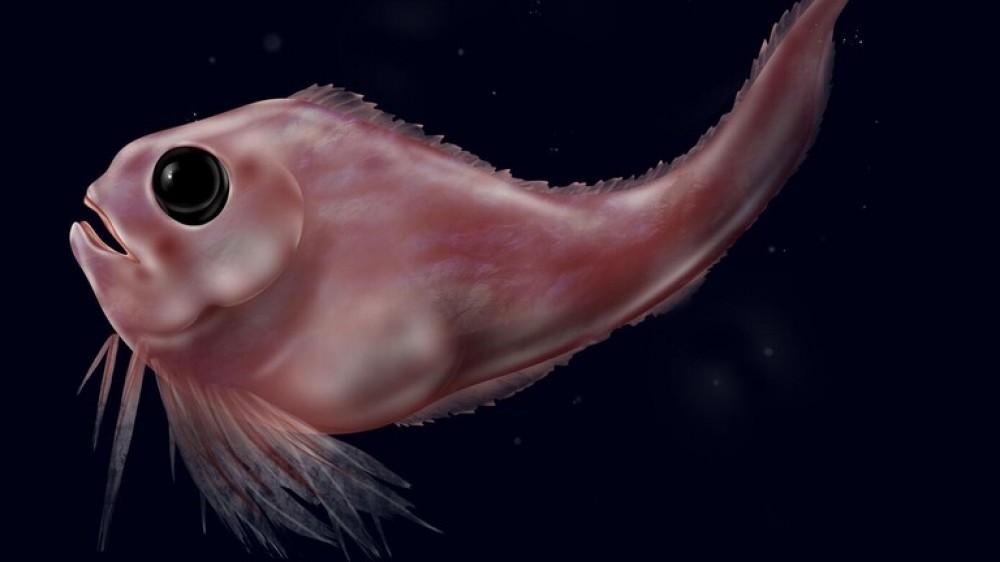 العلماء يرصدون سمكة على عمق يعادل قمة إيفرست