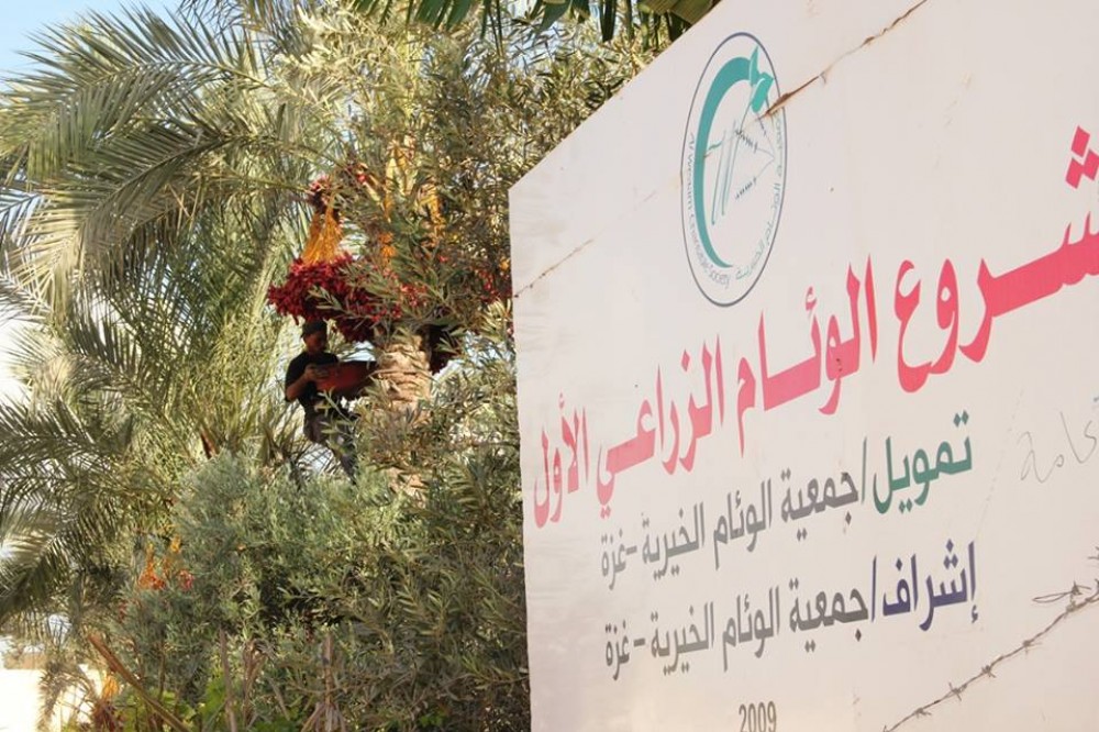 انطلاق موسم جني البلح في مشروع الوئام الزراعي
