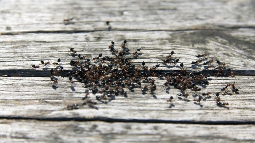 تحذير أوروبا من 