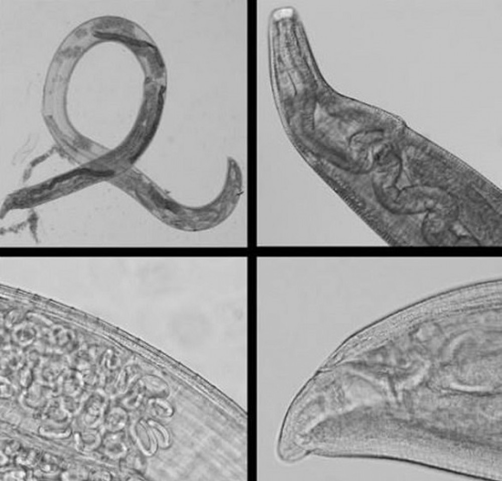 20617040-7650865-A_total_of_four_worms_identified_as_Thelazia_gulosa_were_pulled_-m-4_1572946809210