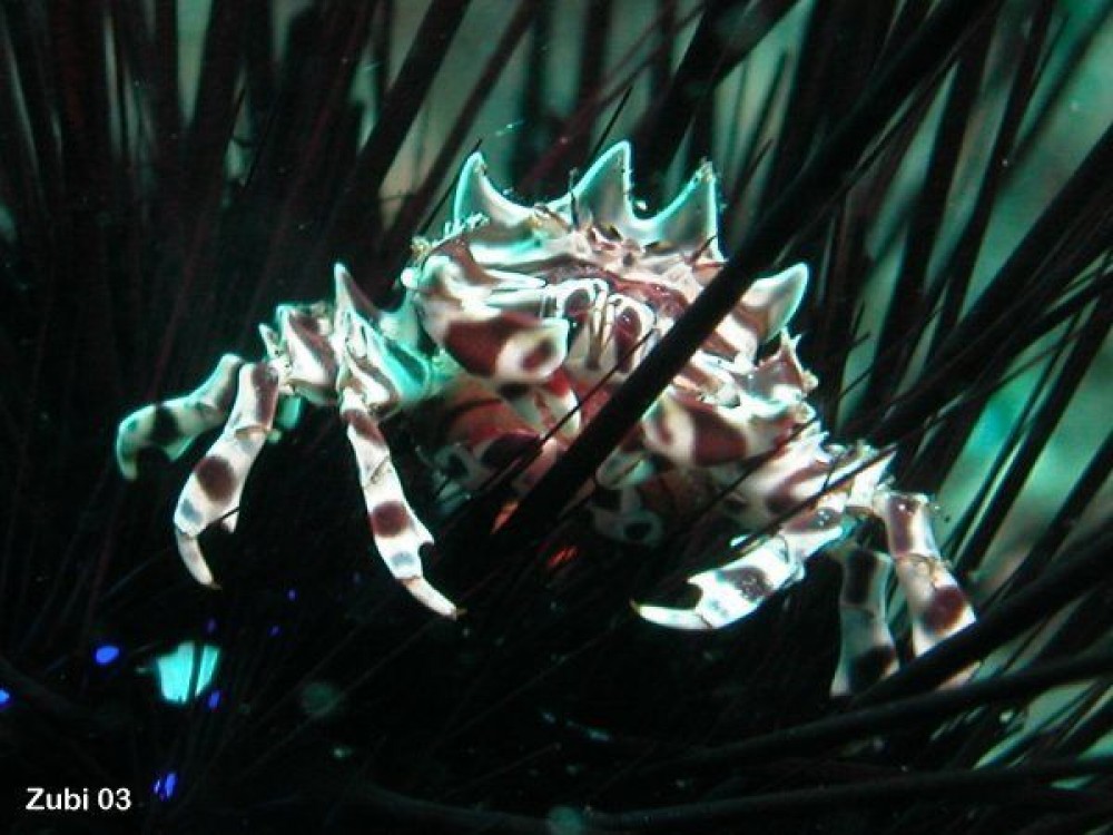 9.-Zebra-Crab-Zebrida
