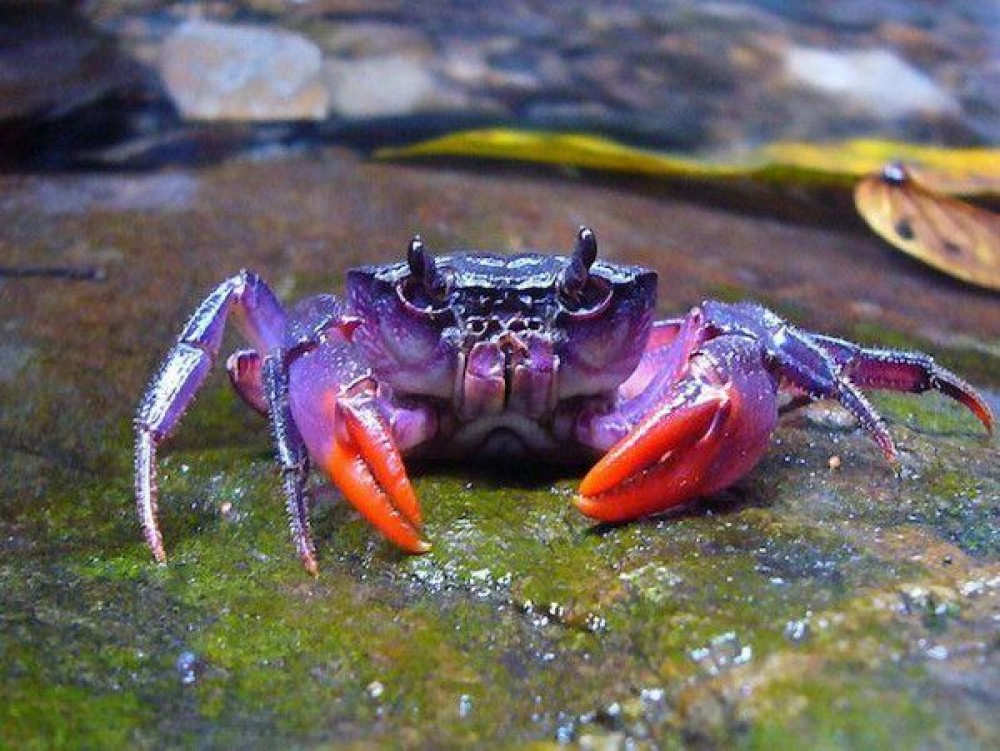 10.-Palawan-Purple-Crab-Insulamon-palawanense