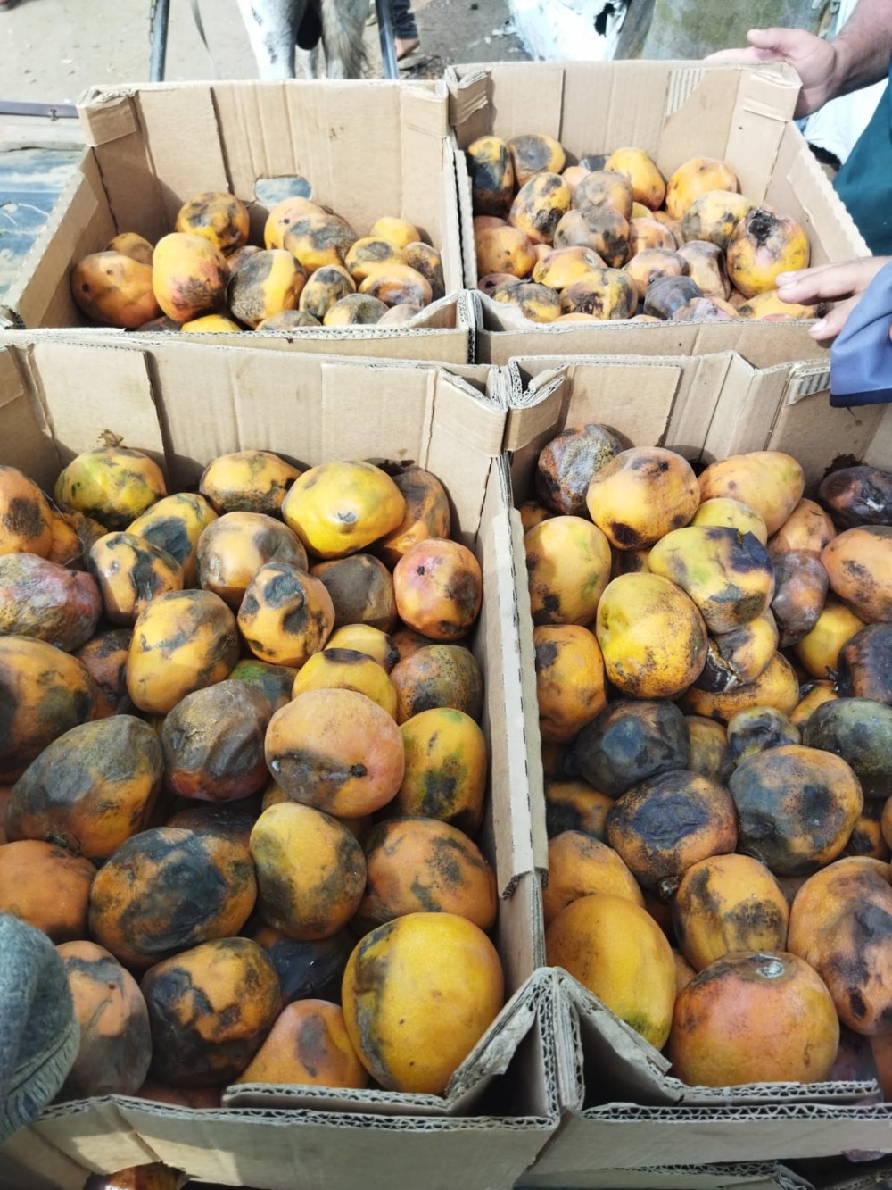 طواقم 