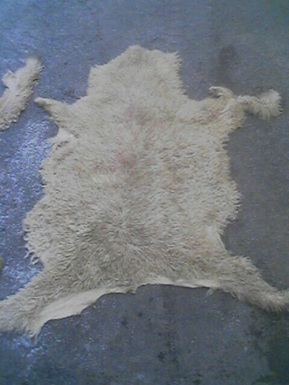 تحويل-فرو-الاضحية-إلى-سجادة-3