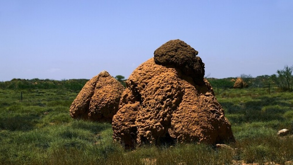 شاهد: مملكة للنمل شُيدت بطريقة معمارية شبيهة بالبشر