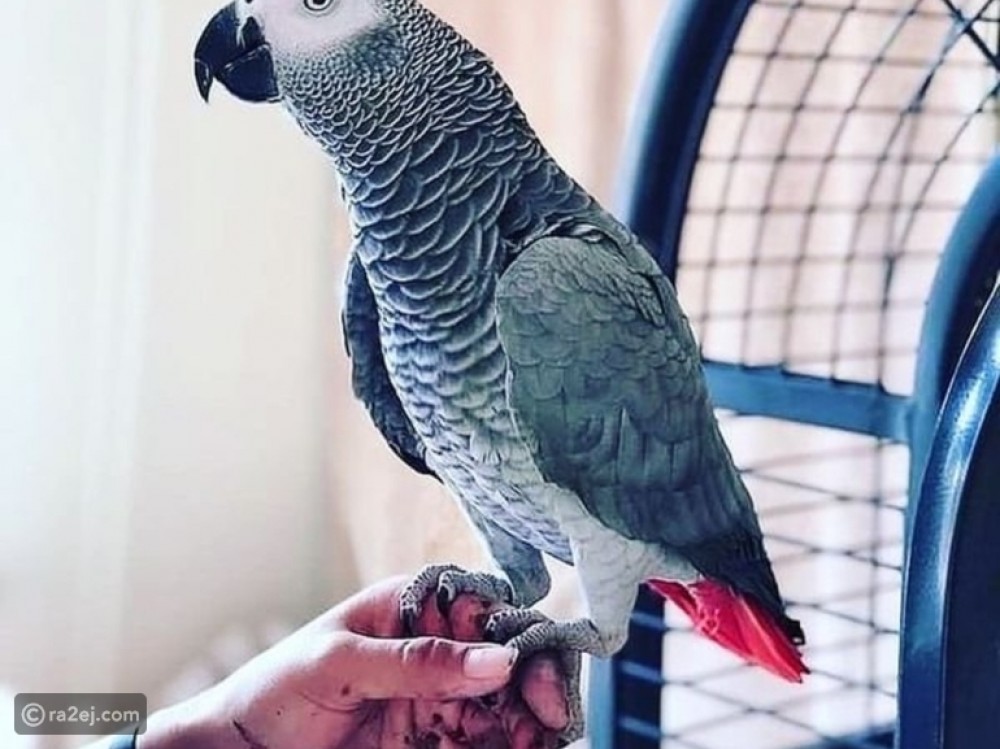 أذكى 10 طيور في العالم: أحدهم يمكنه أن ينطق 1728 كلمة