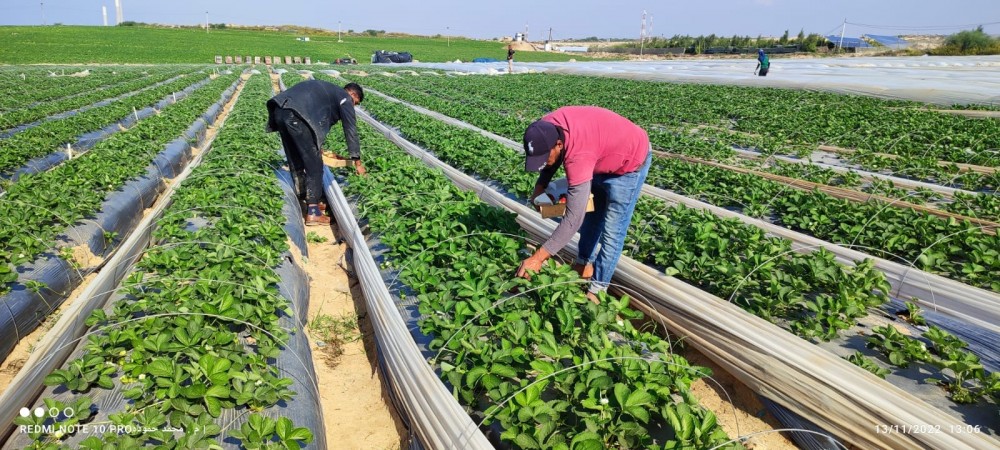 الزراعة تتفقد مزارعي الفراولة في شمال القطاع