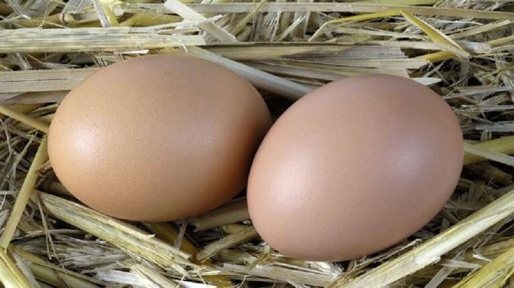 بيض النورس يغطي جزيرة كويتية 