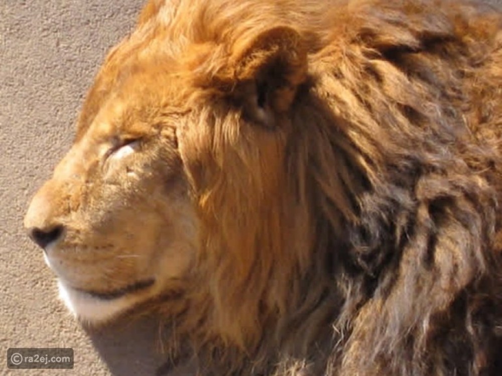 22 حيواناً يشاركك الكسل: أحدهم ينام 24 ساعة