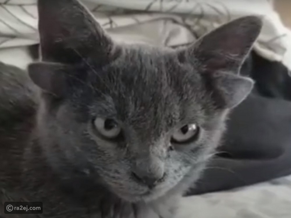 قطة بأربعة آذان: والسبب طفرة جينية