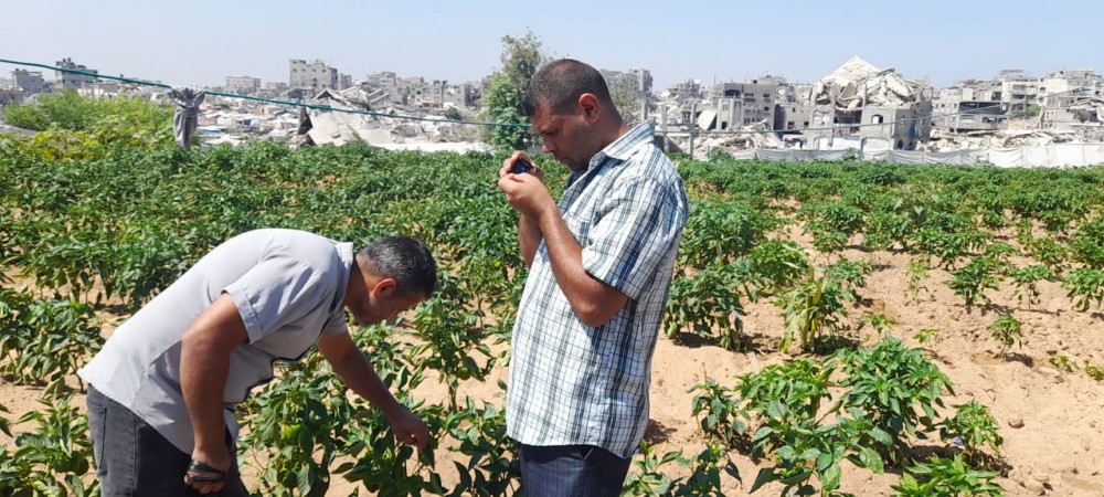 الزراعة: جولة تفقدية لمزارعي الخضار شمال قطاع غزة