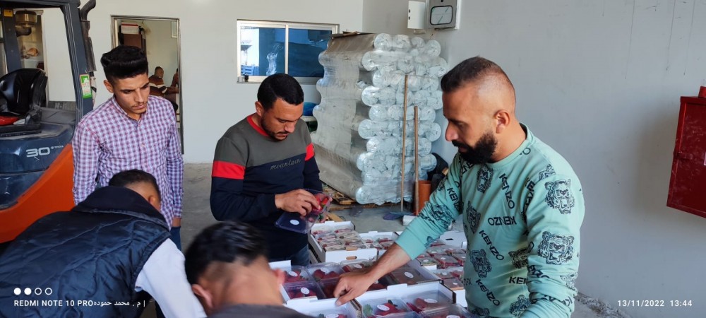 بالصور| الزراعة تتفقد مزارعي الفراولة في شمال القطاع