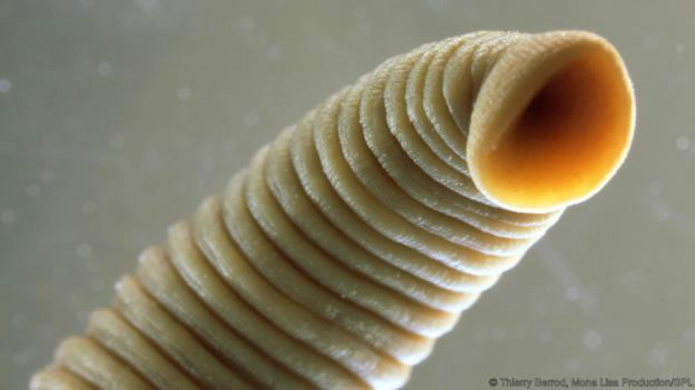 االحصيرة-الميكروبية-كهف-موفيل