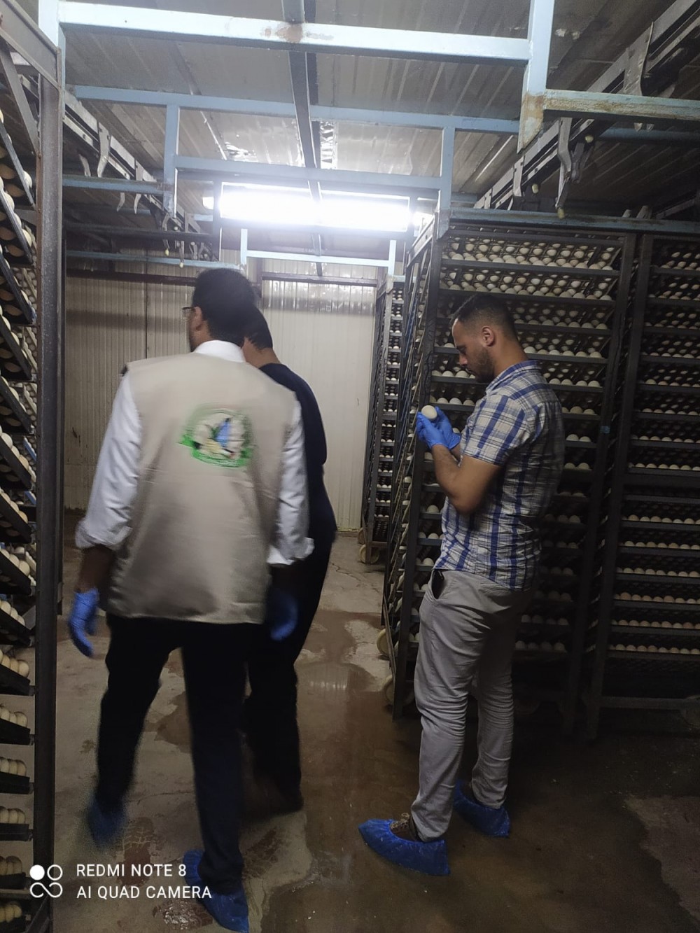 الزراعة تجري جولات ميدانية شاملة على جميع الفقاسات بقطاع غزة