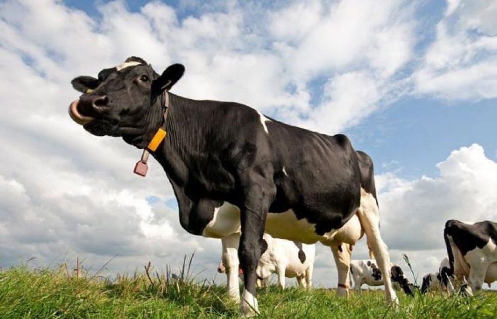 أغرب بقرة في العالم يأتي الآلاف لرؤيتها في بنغلادش