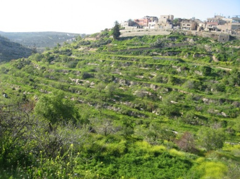 سلفيت 