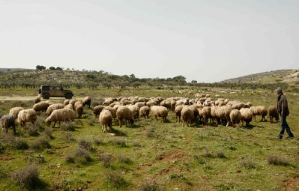انحسار مناطق الرعي في سلفيت بفعل توسع الاستيطان