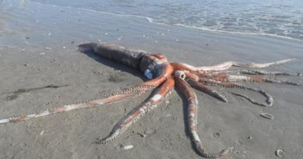 حبار عملاق يبلغ طوله 14 قدما يظهر على الشاطئ في جنوب إفريقيا (صور)