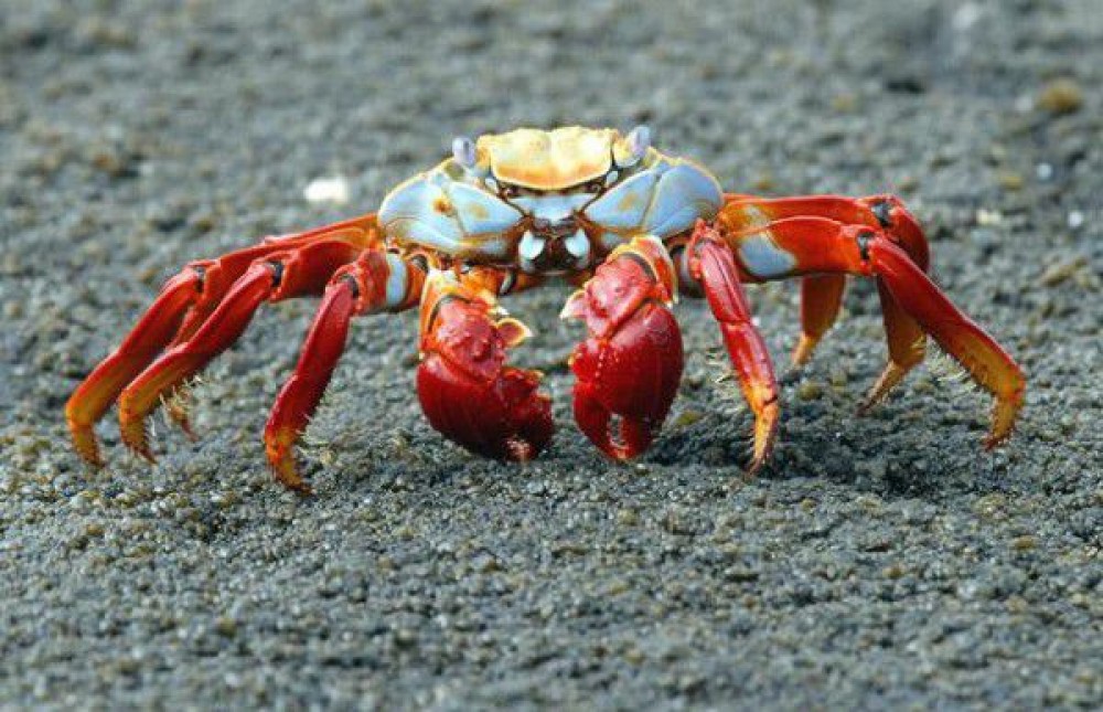 2.-Sally-Lightfoot-Crab-Grapsus-grapsus