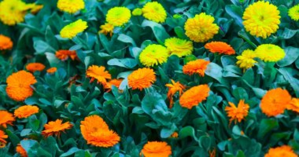 بحث جديد يكشف وجود أصوات للنباتات يبين طبيعتها