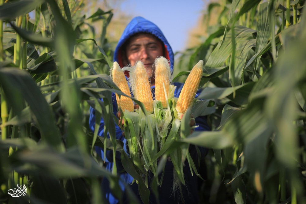 مشاهد من عودة الحياة الطبيعية في أزقة وشوارع وأحياء قطاع غزة